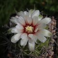 Gymnocalycium mostii ssp. valnicekianum P 83, Argentina Cordoba (Capilla del Monte 1000m)