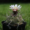 Gymnocalycium castellanosii v. bozsingianum P 205, Chepes Viejo, La Rioja, Argentina, 700 m