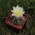 Gymnocalycium denudatum