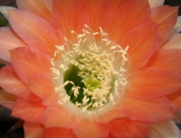 Echinopsis Hybride Andenken An Fric