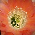 Echinopsis Hybride Andenken An Fric