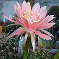 Echinopsis Hybride 2000-11