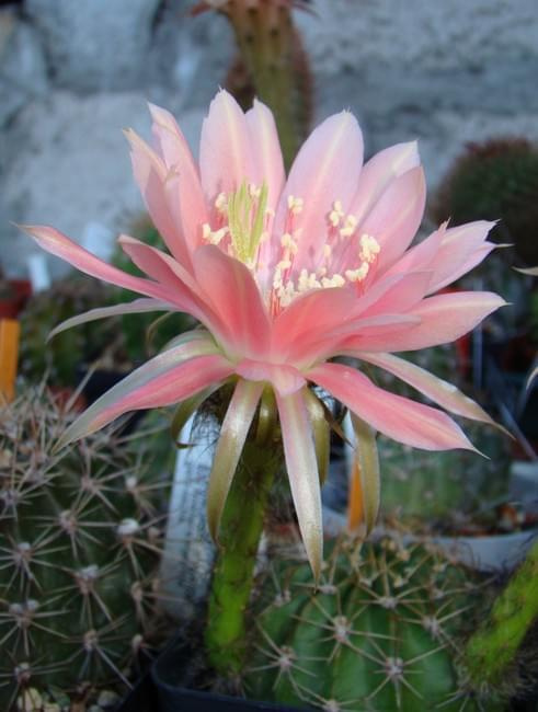 Echinopsis Hybride 2000-11