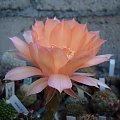 Echinopsis Hybride Sleeping Beauty