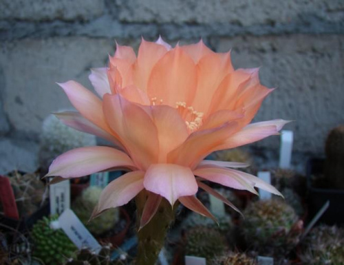 Echinopsis Hybride Sleeping Beauty