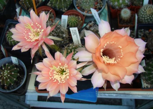 Echinopsis Hybride 2000-11 & Sleeping Beauty