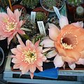 Echinopsis Hybride 2000-11 & Sleeping Beauty