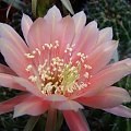 Echinopsis Hybride 2000-11