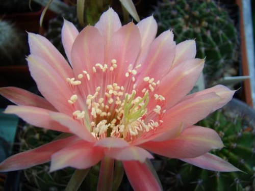 Echinopsis Hybride 2000-11