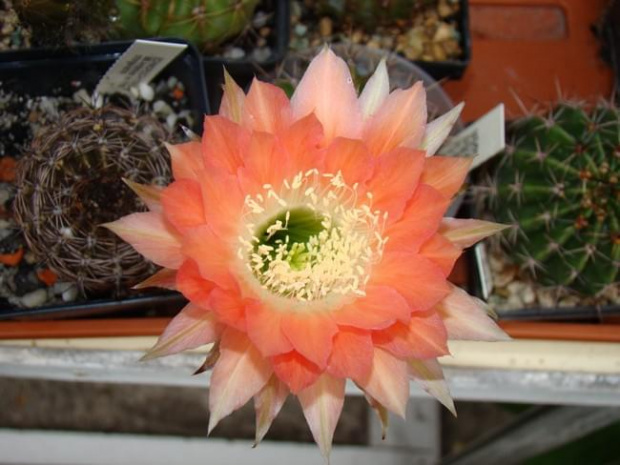 Echinopsis Hybride Andenken An Fric