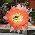 Echinopsis Hybride Andenken An Fric