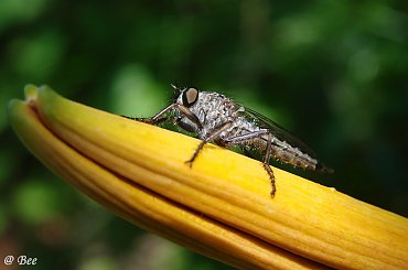 Łowik szerszeniak #ŁowikSzerszeniak #owady