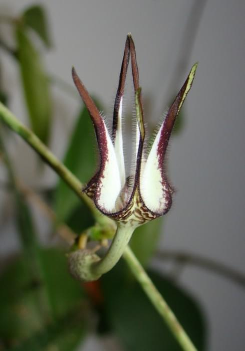 Ceropegia stapeliformis