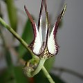 Ceropegia stapeliformis