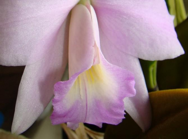 Laelia alaorii x praestans