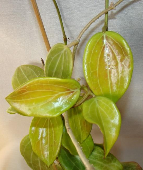 Hoya merilli