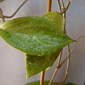 Hoya sp. UT-033