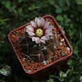 Gymnocalycium riojense v. guthianum CH 1133