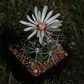 Gymnocalycium valnicekianum TOM 06-032/1, San Marcos Sierra, SA Cinipito