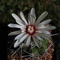 Gymnocalycium valnicekianum TOM 06-032/1, San Marcos Sierra, SA Cinipito