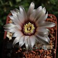 Gymnocalycium gaponii B 42, Argentina Villa Rafael Benegas, Cordoba, 900m