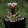 Gymnocalycium mazanense v. polycephalum, P 223 Sierra de Velasco, La Rioja, Argentina, 1500m