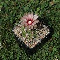 Gymnocalycium mazanense v. polycephalum, P 223 Sierra de Velasco, La Rioja, Argentina, 1500m