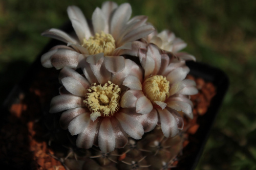 Gymnocalycium stellatum VS 140