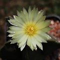 Astrophytum myriostigma Nudum