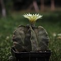 Astrophytum myriostigma Nudum
