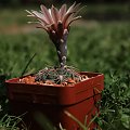 Gymnocalycium aff. sutterianum Tom 07-1901, 1km severně od Alpa Corral, 873m