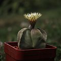 Astrophytum myriostigma Nudum