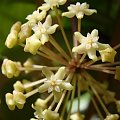 Hoya merillii