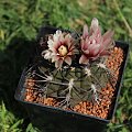 Gymnocalycium catamarcense f. belense