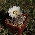 Gymnocalycium spec.