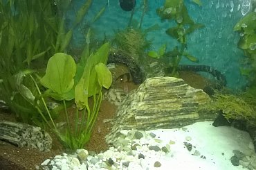 zomiren1 akwarium 4sierpnia2015 (2dni po zalaniu) #zomiren1 #akwarium #sierpień