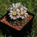 Gymnocalycium stellatum VS 140