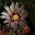 Gymnocalycium leptanthum JO 1091.1