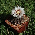 Gymnocalycium amerhauseri subsp. altagraciense