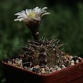 Gymnocalycium riojense, STO 009, Sierra Brava, Catamarca, Argentina