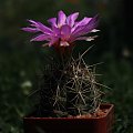 Thelocactus bicolor SB 278