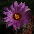 Thelocactus bicolor SB 278