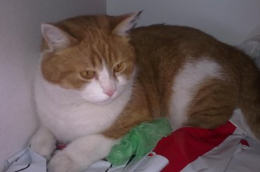 Franek #franek #kot #rudy