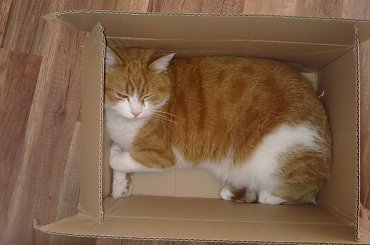 Franek #franek #kot #rudy