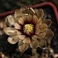 Gymnocalycium fischerii KL 179, Argentna, San Luis, San Francisco Monte del Oro, Ruta 9, 6 km 888 m