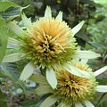 Echinacea 'Buttercream'