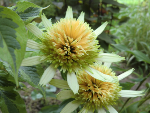 Echinacea 'Buttercream'