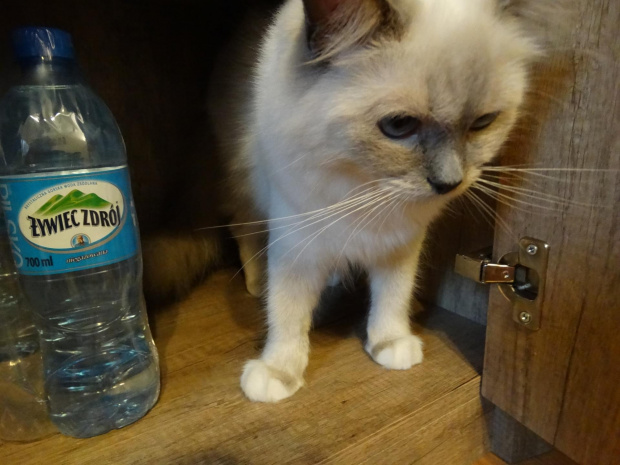 perfekcyjna pani domu