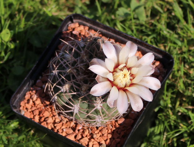 Gymnocalycium ochoterenae v. herbsthoferianum