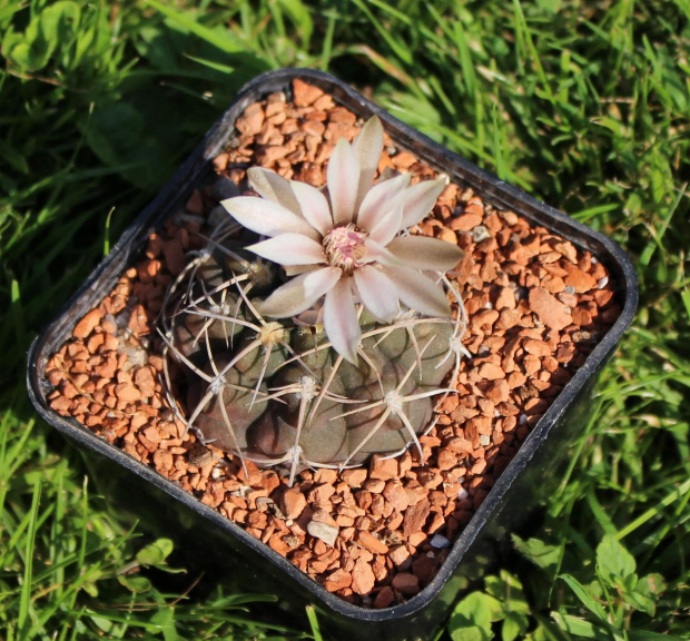 Gymnocalycium guanchinense VS 36